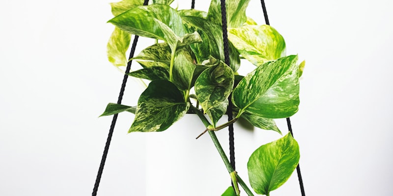 2026世界杯决赛精彩瞬间 - 球员庆祝夺冠场面